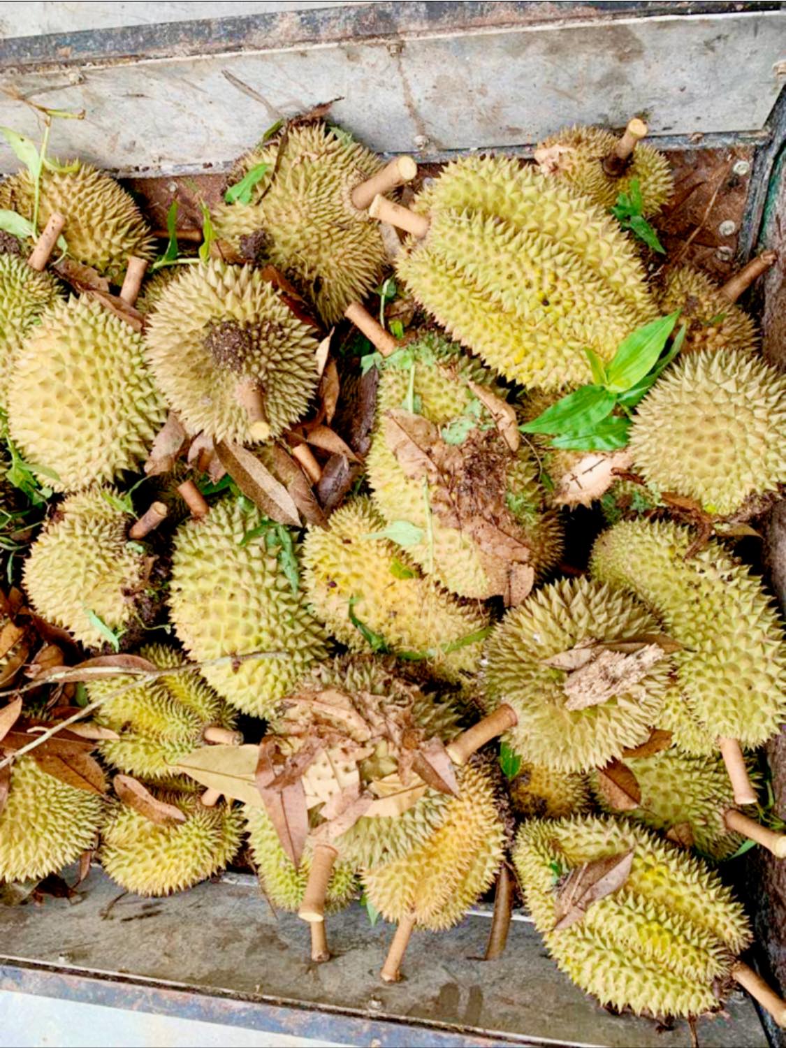 Durian Delight: 10 Must-Visit Roadside Stalls in Johor 