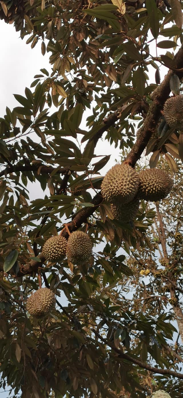 Durian Delight: 10 Must-Visit Roadside Stalls in Johor 