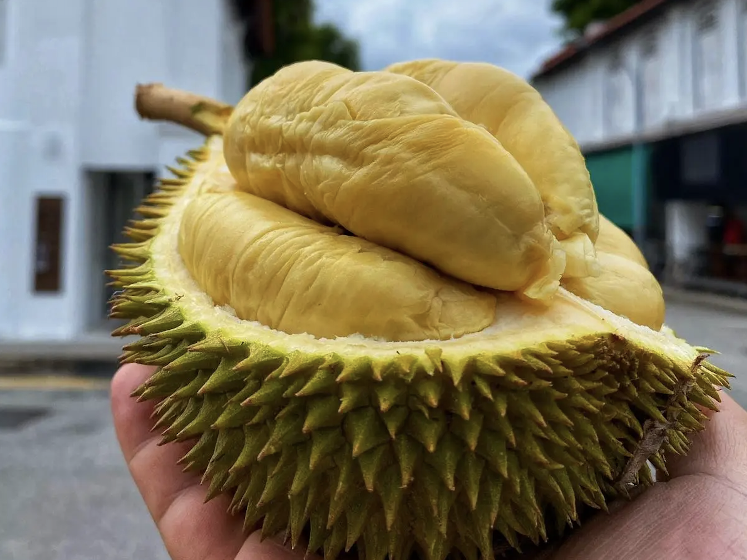 Durian Delight: 10 Must-Visit Roadside Stalls in Johor 